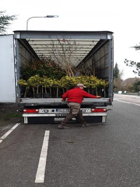 transport tirem krzewów drzewek 